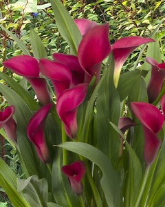 Zantedeschia Callafornia Red